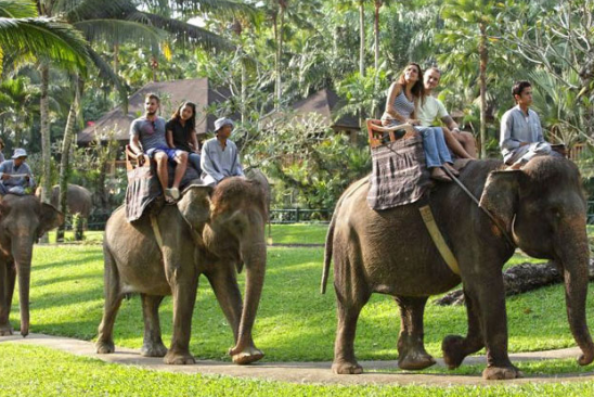 f83cc628d3b46ed775b076ce.png - elephant-ride1