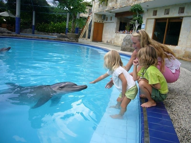 6b8ee6438b398ea220321c9a.jpg - swimming-dolphin5