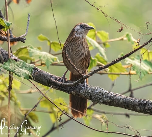 bird-watching-in-nepal