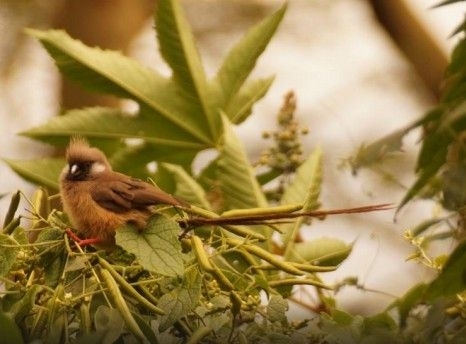 0734feaea9e164026e9ab2ed.jpg - lake nakuru bird