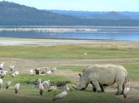 1da7dca4353b8d3fac640f92.jpg - lake nakuru hippoes