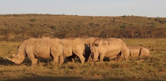 f4c9461a5c26c014e5c5f64f.jpg - lake nakuru white rhinoes