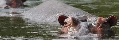 ed940911f3f27d719f09572d.jpg - hippo